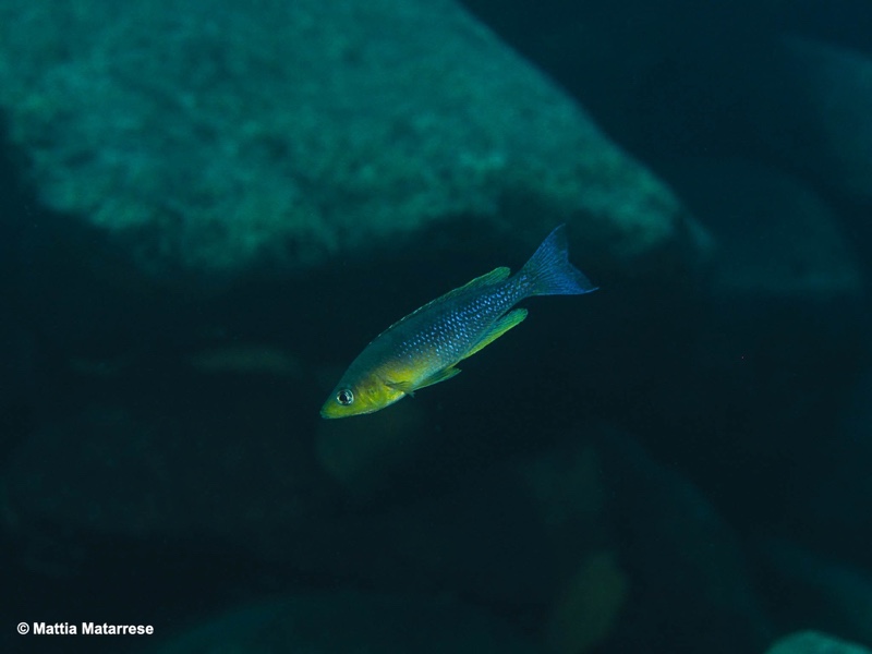 Cyprichromis sp. 'dwarf jumbo' Ifala